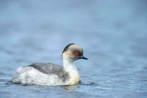 Silvery grebe Podiceps occipitalis, adult swimming, Long Pond, Sea Lion Island, East Falkland, December
