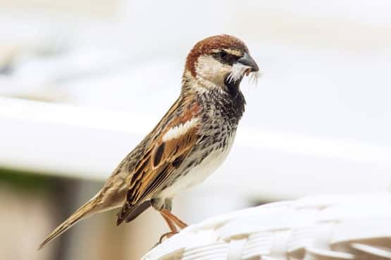 Spanish sparrow Passer hispaniolensis, adult male perched on hotel chair eating a seed, Tenerife, Canary Islands, April