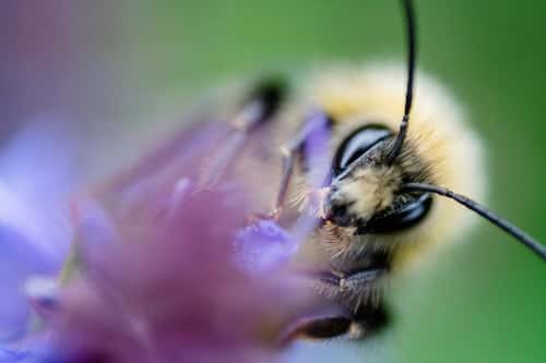 White-tailed bumblebee Bombus lucorum, close-up in rural garden, Hertfordshire, England, UK, June