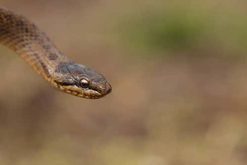 Smooth snake Coronella austriaca, adult female close up, Arne RSPB Reserve, Dorset, May