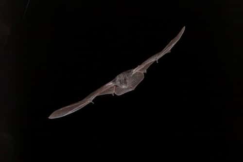 Barbastelle bat Barbastella barbastellus, adult hunting at night, France, July