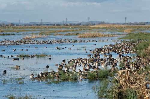 Common Teal Anas crecca, and Wigeon Anas penelope, resting in large numbers on largely frozen, flooded marshland, RSPB Greylake Nature Reserve, Somerset Levels, UK, January