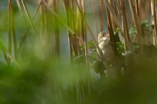 Eurasian reed warbler Acrocephalus scirpaceus, adult perched in reedbed, Langford Lakes, Wiltshire, April