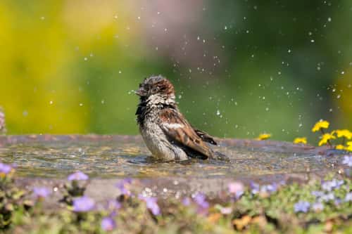 House sparrow Passer domesticus, male bathing in bird bath in garden, County Durham, July