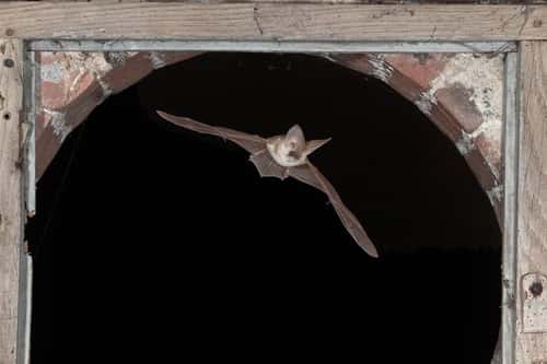 Grey long-eared bat Plecotus austriacus, flying through wood and brick arch, France, July