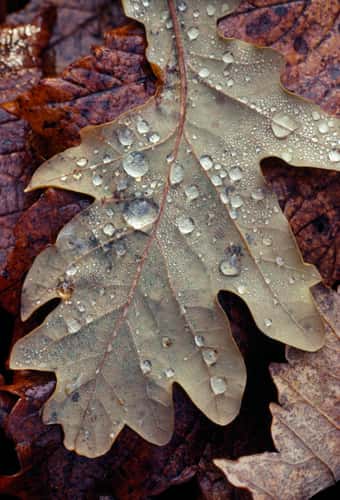Sessile oak Quercus petraea, close-up of fallen leaf in autumn, Berwickshire, Scotland, UK, November