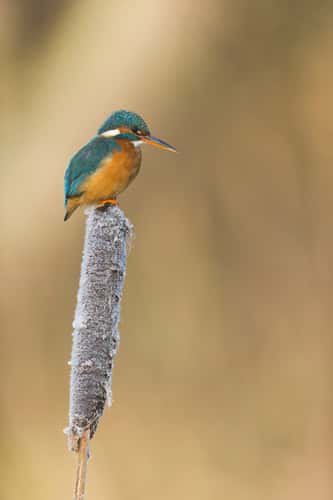 Common kingfisher Alcedo atthis, adult female perched on frost covered reedmace seedhead, Suffolk, England, UK, December