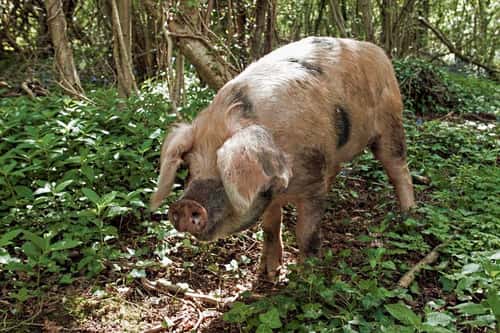 Tamworth pig Sus scrofa, young adult in bluebell woodland doing the ecological work of wild boar, a once common rights to allow pigs to be let free in woodland has all but disappeared from the British countryside, Wraxhall, Bristol, Avon, May 2009