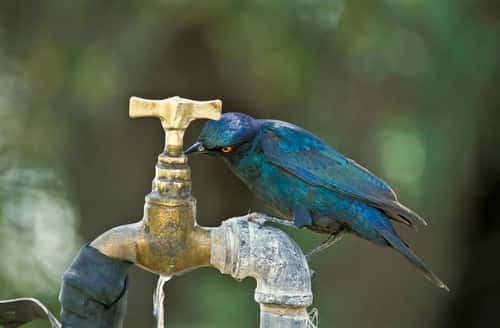 Cape glossy starling Lamprotornis nitens, drinking from a leaking campsite tap, Etosha National Park, Namibia, October