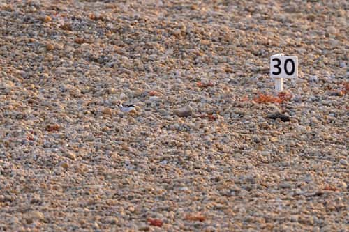 Little tern Sternula albifrons, adult at marked nest site on pebbles, Chesil Beach, Dorset, UK, June