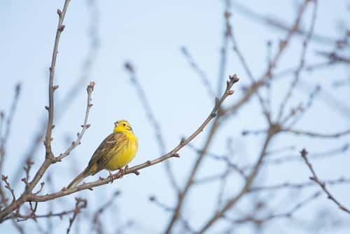 Yellowhammer Emberiza citrinell, adult male perched in tree, Hertfordshire, England, UK, March