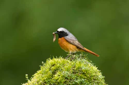 Redstart Phoenicurus phoenicurus, male with caterpillar to feed young, Cannock Chase, Cannock, Staffordshire, England, May