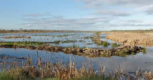 Ducks of several species swimming and resting on flooded pastureland near stands of Bulrushes Typha latifolia, RSPB Greylake Nature Reserve, Somerset Levels, UK, January