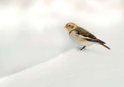 Snow bunting Plectrophenax nivalis, adult standing in snow-covered ground, North Scotland, UK, February