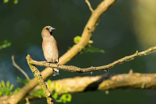 Hawfinch Coccothraustes coccothraustes, adult female perched on tree branch in woodland, Tiszaalpár, Hungary, May