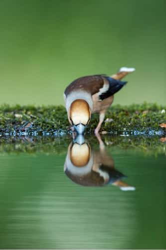 Hawfinch Coccothraustes coccothraustes, adult male drinking from woodland pool, Tiszaalpár, Hungary, May