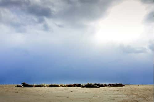 Grey seal Alichoerus grypus, group on a beach under a stormy sky, Donna Nook, Lincolnshire, February