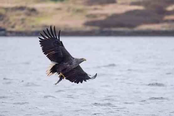 White-tailed eagle Haliaeetus albicilla, adult carrying prey in flight, Loch na Keal, Isle of Mull, Scotland, UK, April