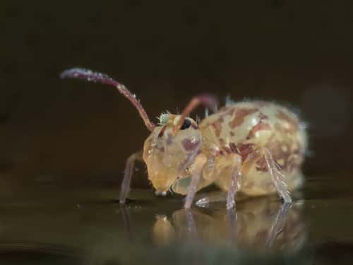 Springtail sp on waters surface, Essex, November