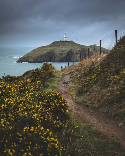 Moody clouds and gorse in flower on the coast at Strumble Head Lighthouse, Pembrokeshire, Wales, UK, February
