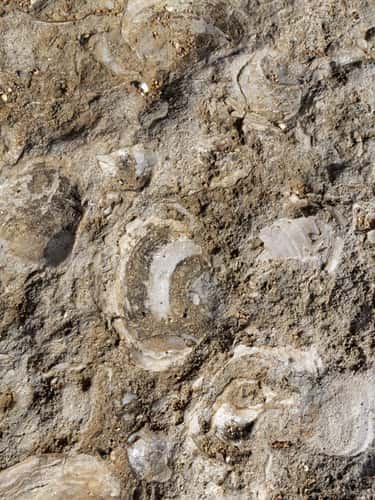 Fossilised Jurassic bivalve shells, possibly of the Scallop Camptonectes lamellosus, in Portland limestone, exposed on the sea shore at Portland Bill, Isle of Portland, Dorset, UK, October 2023