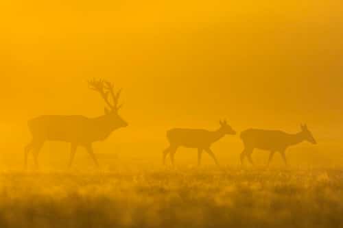 Red deer Cervus elaphus, stag following hinds on misty morning, Richmond Park, Greater London, October