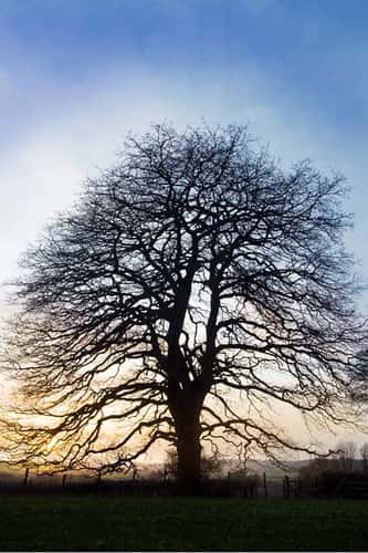 English oak quercus robur, mature tree at an ancient field boundary at sunset, Chepstow, Monmouthshire, January 2024