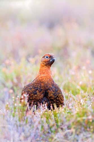 Red grouse Lagopus lagopus, adult male hiding in ling heather moorland, Speyside, Scotland, May