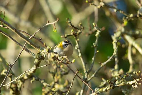 Firecrest Regulus ignicapilla, adult foraging in trees, Meare Heath, Somerset, March