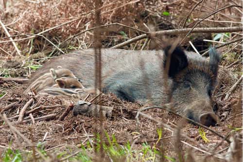 Wild boar Sus scrofa, mature breeding female with newborn piglets sleeping at a bracken farrowing nest on a woodland floor, Nagshead, Forest of Dean, Gloucestershire, March
