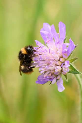 Early bumblebee Bombus pratorum, feeding on scabious flower, wildflower area, nature reserve, County Durham, August