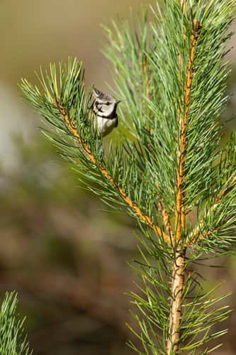 European crested tit Lophophanes cristatus, perched in Scots pine Pinus sylvestris, Rothiemurchus, Highlands, Scotland, UK