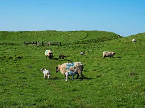 Sheep Ovies aries, ewes and lambs on grassland, Maiden Castle Iron Age Hill Fort, near Dorchester, England, UK, April