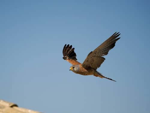 Lesser kestrel Falco naumanni, single male in flight, Spain, June