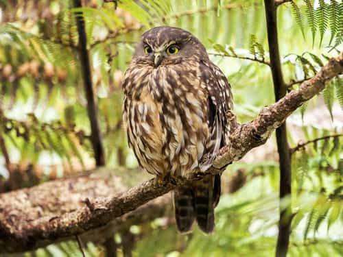 Morepork Ninox novaeseelandiae, New Zealand's only extant native owl, perched on branch, New Zealand, March