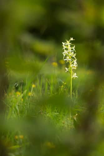 Greater butterfly-orchid Platanthera chlorantha, flowering in grassland, Warburg Nature Reserve, Oxfordshire, June