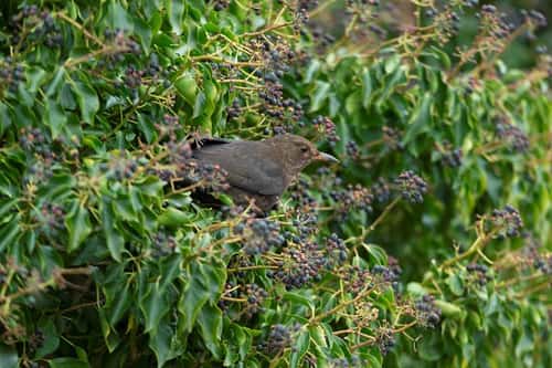 Common blackbird Turdus merula, adult female feeding on ivy berries, Greylake, Somerset, March