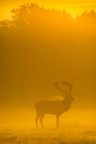Red deer Cervus elaphus, stag calling on misty morning, Richmond Park, Greater London, October