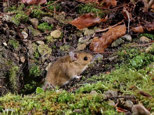 Wood mouse / Long-tailed field mouse Apodemus sylvaticus, emerging from its burrow in a garden flowerbed at night, Wiltshire, UK, January