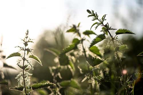 Common nettle Urtica dioica, in late evening sunlight, rural hedgerow, May