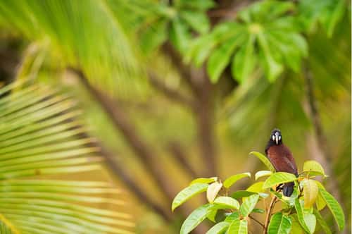 Montezuma oropendola, adult perched in tree, Costa Rica, January
