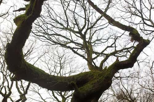Sessile or Durmast oak Quercus petraea, mature woodland of characteristic twisted trees, Padley Gorge, Derbyshire Dales National Park, February
