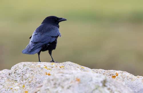 Carrion crow Corvus corone, adult perched on rock, Portland Bill, Dorset, England, UK, November