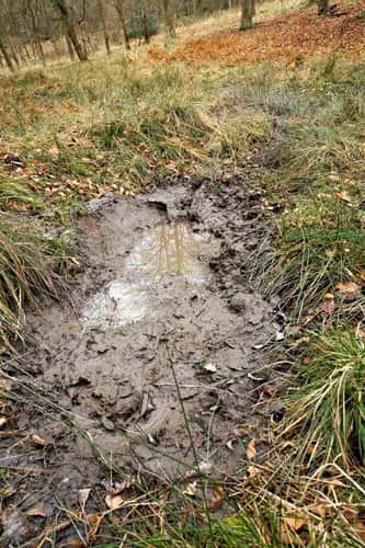Wild boar Sus scrofa, wet wallow area like often creates opportunity for spawning amphibians, Forest of Dean, Gloucestershire, Febraury