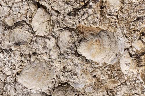 Fossilised Jurassic bivalve shells, possibly of the Scallop Camptonectes lamellosus, in Portland limestone, exposed on the sea shore at Portland Bill, Isle of Portland, Dorset, UK, October