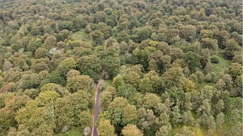 Aerial view of forest at Bolderwood in the New Forest, England, Hampshire, UK, August