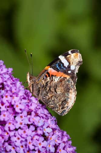 Red admiral Vanessa atlanta, mature adult showing underwing at rest on a Buddleia flower spike, Forest of Dean, Gloucestershire, July