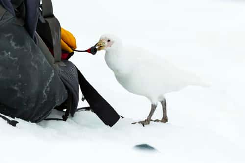 Snowy sheathbill Chionis albus, playing with toggle on rucksack, Danco Island, Antarctica, January