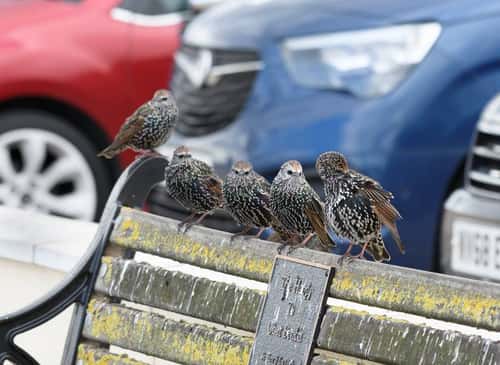 European starling Sturnus vulgaris, several perched on public bench preening and resting near car park, Cleveland, England, UK, August