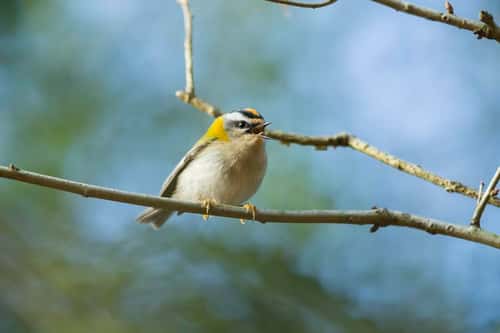 Firecrest Regulus ignicapilla, adult male, singing from branch, New Forest, Hampshire, UK, March